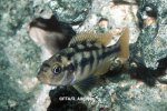 Paralabidochromis sp Rock Kribensis femelle